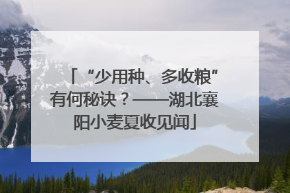 “少用种、多收粮”有何秘诀？——湖北襄阳小麦夏收见闻