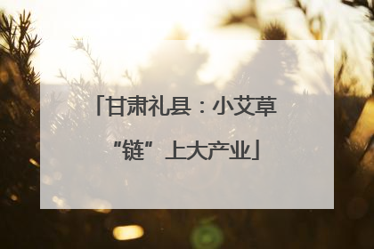 甘肃礼县：小艾草“链”上大产业