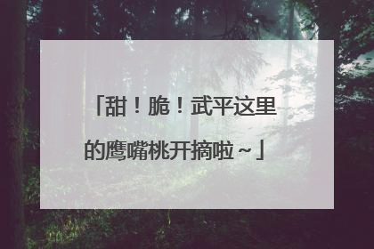 甜！脆！武平这里的鹰嘴桃开摘啦～