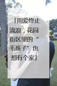 用爱终止流浪，花园街区里的“毛孩子”也想有个家