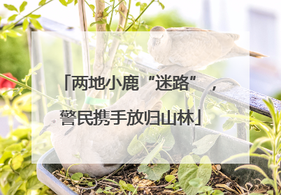 两地小鹿“迷路”，警民携手放归山林