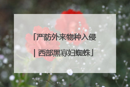 严防外来物种入侵｜西部黑寡妇蜘蛛