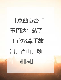 京西贡杏“玉巴达”熟了！它将牵手故宫、香山、颐和园