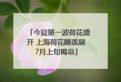 今夏第一波荷花盛开 上海荷花睡莲展7月上旬揭幕