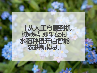 从人工弯腰到机械驰骋 即墨蓝村水稻种植开启智能农耕新模式