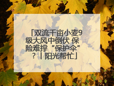 双流千亩小麦9级大风中倒伏 保险难撑“保护伞”？丨阳光帮忙