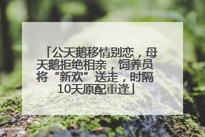 公天鹅移情别恋，母天鹅拒绝相亲，饲养员将“新欢”送走，时隔10天原配重逢
