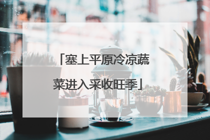 塞上平原冷凉蔬菜进入采收旺季
