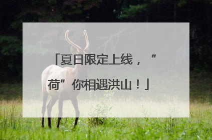 夏日限定上线，“荷”你相遇洪山！