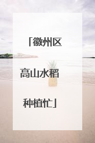 徽州区高山水稻种植忙