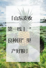 山东麦收第一线丨“良种田”里产好粮