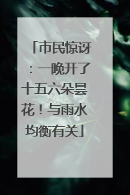 市民惊讶：一晚开了十五六朵昙花！与雨水均衡有关