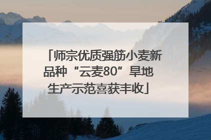 师宗优质强筋小麦新品种“云麦80”旱地生产示范喜获丰收