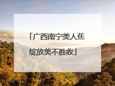 广西南宁美人蕉绽放美不胜收