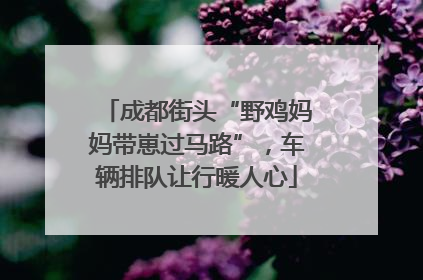 成都街头“野鸡妈妈带崽过马路”，车辆排队让行暖人心