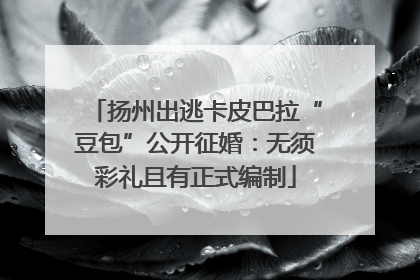 扬州出逃卡皮巴拉“豆包”公开征婚：无须彩礼且有正式编制