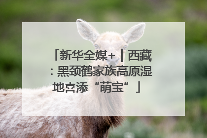 新华全媒+｜西藏：黑颈鹤家族高原湿地喜添“萌宝”