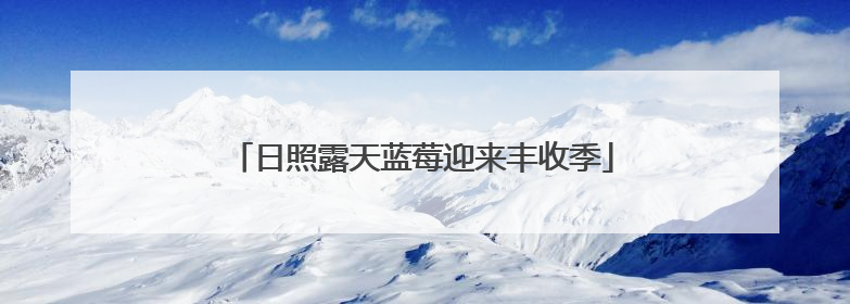日照露天蓝莓迎来丰收季