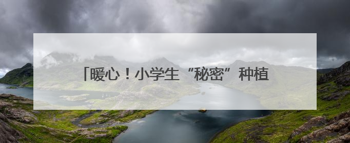 暖心！小学生“秘密”种植向日葵，赠高三学长学姐