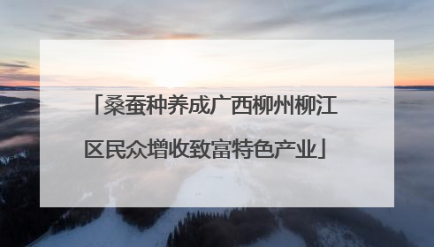 桑蚕种养成广西柳州柳江区民众增收致富特色产业