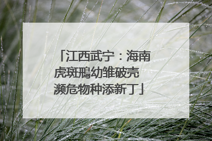 江西武宁：海南虎斑鳽幼雏破壳 濒危物种添新丁