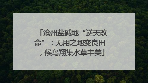 沧州盐碱地“逆天改命”：无用之地变良田，候鸟翔集水草丰美