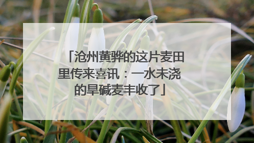 沧州黄骅的这片麦田里传来喜讯：一水未浇的旱碱麦丰收了