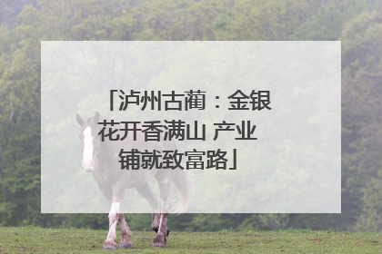 泸州古蔺：金银花开香满山 产业铺就致富路