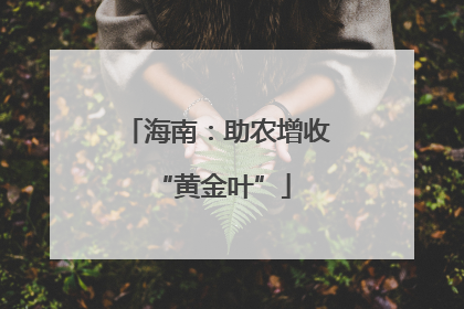 海南：助农增收 “黄金叶”