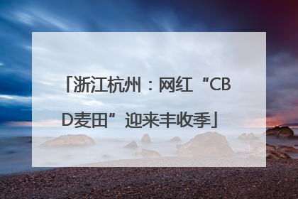 浙江杭州：网红“CBD麦田”迎来丰收季