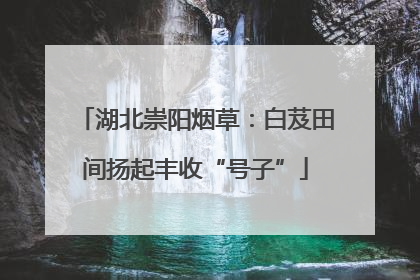 湖北崇阳烟草：白芨田间扬起丰收“号子”