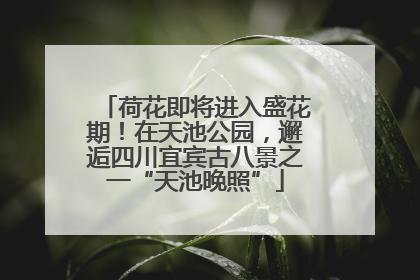 荷花即将进入盛花期！在天池公园，邂逅四川宜宾古八景之一“天池晚照”
