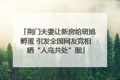 荆门夫妻让新房给斑鸠孵蛋 引发全国网友竞相晒“人鸟共处”图