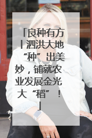 良种有方丨泗洪大地“种”出美妙，铺就农业发展金光大“稻”！