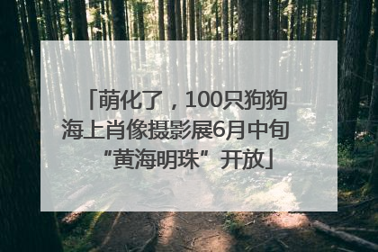 萌化了，100只狗狗海上肖像摄影展6月中旬“黄海明珠”开放