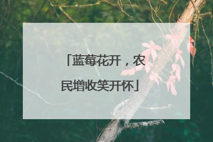 蓝莓花开，农民增收笑开怀