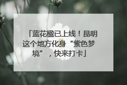 蓝花楹已上线！昆明这个地方化身“紫色梦境”，快来打卡