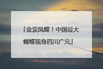 金裳凤蝶！中国最大蝴蝶现身四川广元