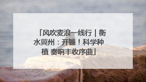 风吹麦浪一线行｜衡水冀州：开镰！科学种植 奏响丰收序曲