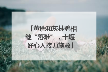 黄麂和灰林鸮相继“落难”，十堰好心人接力施救
