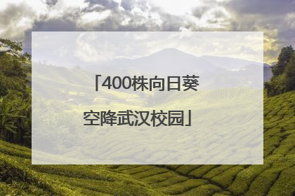 400株向日葵空降武汉校园